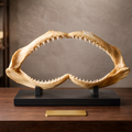 Mâchoire requin
